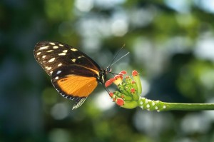butterflye-on-flower